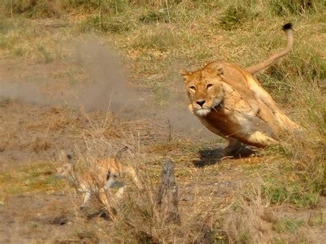 lioness hunting by jynto on DeviantArt