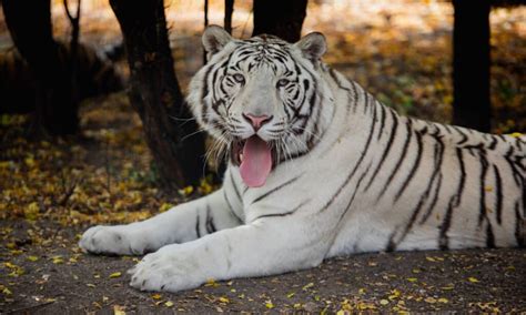 10 Incredible White Tiger Facts - A-Z Animals