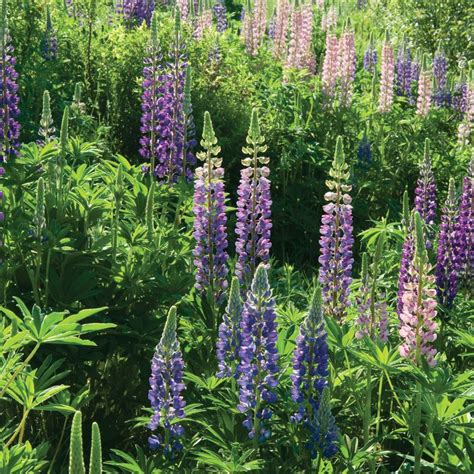 Perennial Lupine - Flower Seed | Johnny's Selected Seeds in 2020 | Lupine flowers, Flowers ...