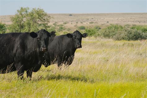 The History of Angus Cattle | Rafter W Ranch | Colorado Grass Fed Beef ...