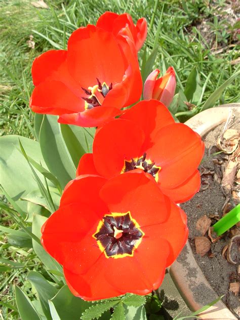 Les belles tuniques des tulipes. - Bienvenue dans mes jardins