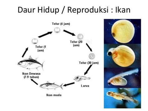 Gambar Daur Hidup Ikan Nila - Ikan Info