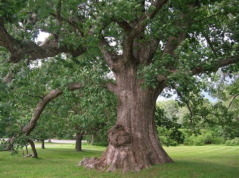 File:White Oak Tree, West Hartford, CT - June 17, 2013.jpg - Wikimedia Commons