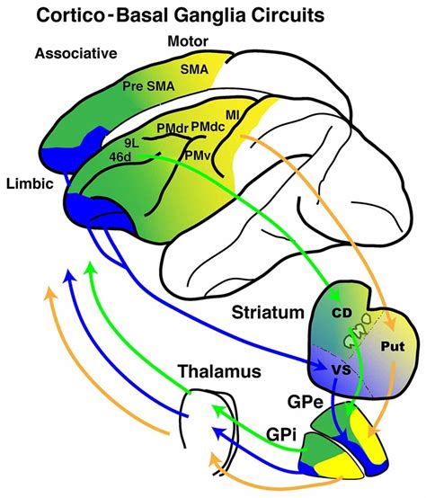 Basal Ganglia Circuit Diagram