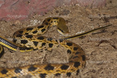 Yellow snake with black spots which is terariume — Stock Photo © Tarpan #50099713