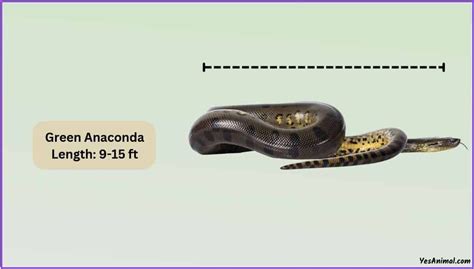 Green Anaconda Size: How Big Are They Compared To Others?