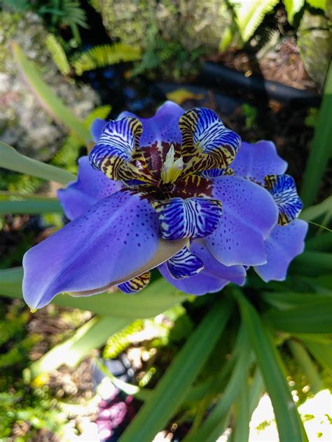 4K free download | Beautiful Flower, blue, fauna, fl, flora, florida, flowers, nature, purple ...
