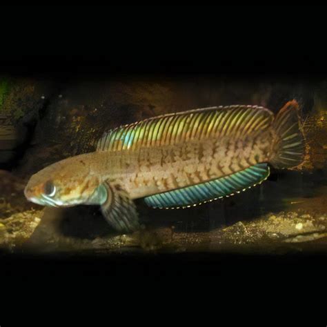 Dwarf Snakehead Channa Gachua 10cm – Sims Tropical Fish | Tropical Fish ...