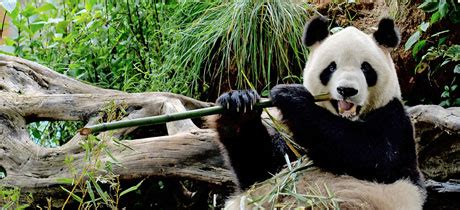 Zoológico infantil de Chapultepec en Ciudad de México