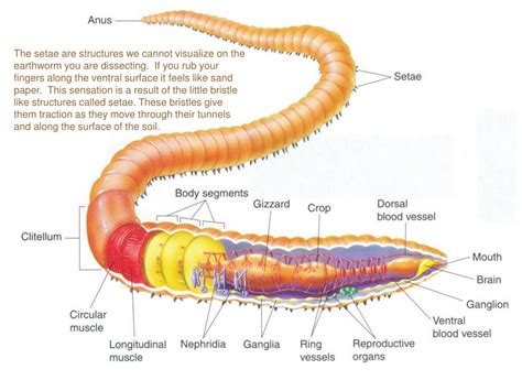 Earthworm Anatomy And Dissection Guide Biology Junction