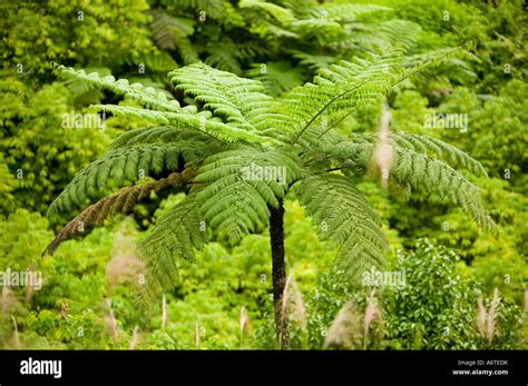 Tree Ferns in Tropical Rainforest on Fiji Stock Photo - Alamy