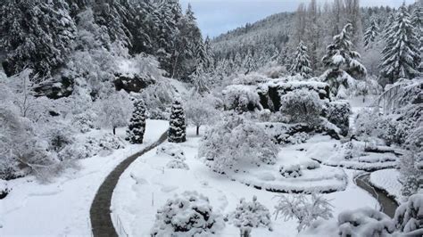 Butchart Gardens loses 2 trees to West Coast snowstorm | CBC News