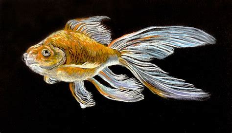 Pastel Pencils on Black Paper - "Goldfish" | Black paper drawing, Black paper, Art on black paper