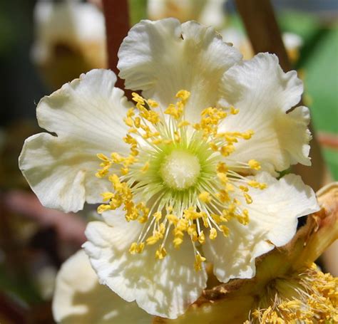 Kiwi fruit flower | We bought a kiwi plant last weekend, in … | Flickr