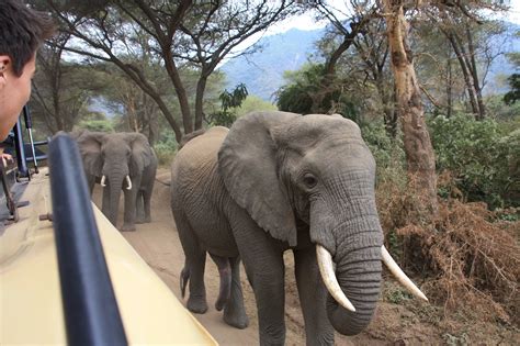 Wildlife Safari to Lake Manyara National Park - Vijiji Center