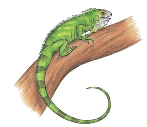 Free Green Iguana Cliparts, Download Free Green Iguana Cliparts png images, Free ClipArts on ...