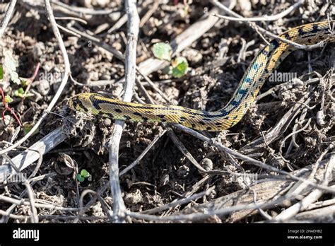 Green whip snake or western whip snake (Hierophis viridiflavus), species of snake in the family ...