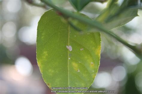 Pests and Diseases forum: Meyer Lemon - Garden.org