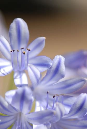 Flowers that are blue | Took this in Jo's mums garden using … | Flickr