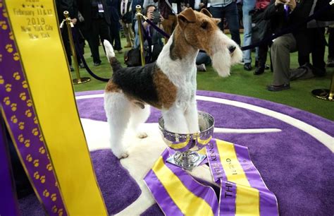 Photos: Pups groomed for success at Westminster dog show