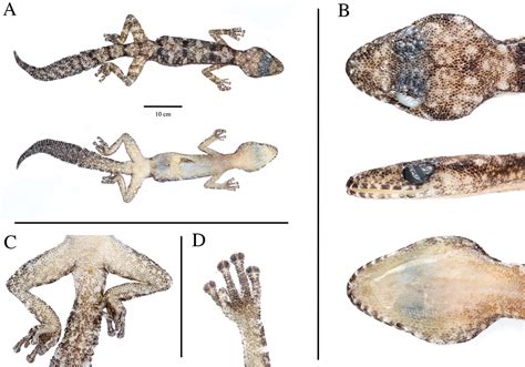 ﻿A new species of feather-tailed leaf-toed gecko, Kolekanos Heinicke, Daza, Greenbaum, Jackman ...