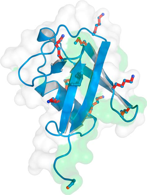 The structure of ubiquitin | Download Scientific Diagram