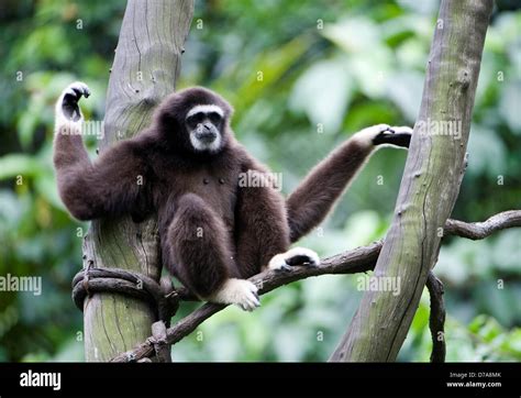 Male White-Handed Gibbon Hylobates lar sitting on tree branch Singapore ...