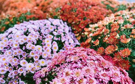 How to Care for Chrysanthemums: 6 Things You Need to Know