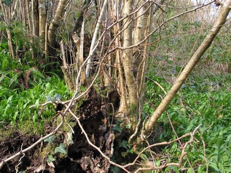 How to identify the hazel - an understorey tree in European woodland