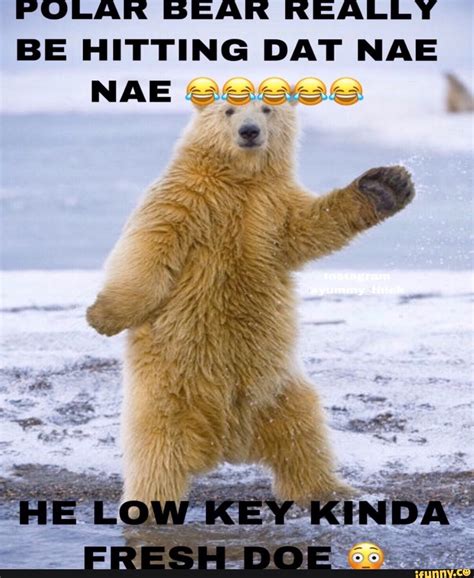 POLAR BEAR REALLY BE HITTING DAT NAE - iFunny :) | Polar bear, Funny dance memes, Polar bear jokes