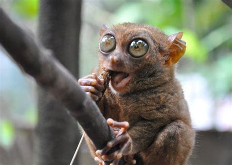 Tarsier Monkey eating Primates, Mammals, Tarsier, Ape Monkey, Bohol ...