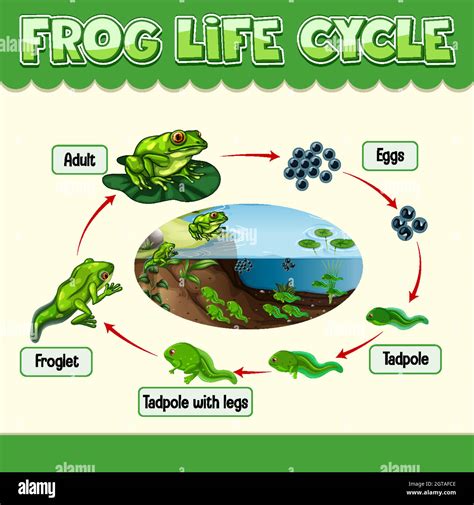 Human life cycle diagram hi-res stock photography and images - Alamy