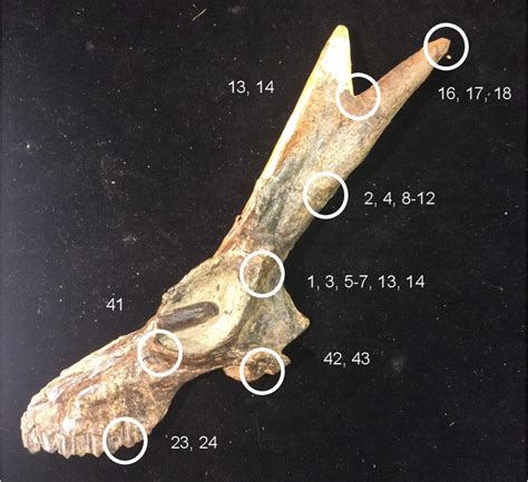 A Genus-level Phylogenetic Analysis of Antilocapridae and implications ...