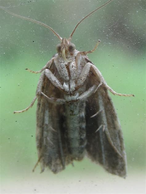 Spruce Budworm moth | Rhyacionia buoliana? Clouds of moths r… | Flickr