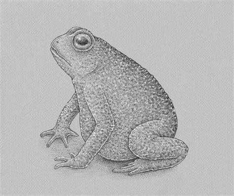 Realistic Frog Drawing