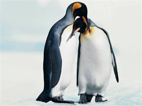 19 Penguin Life Cycle Facts - Facts.net