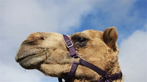 Feral camel population shouldn't be culled - expert - ABC listen