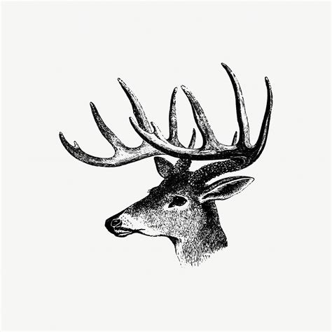Deer Black And White Images | Free Photos, PNG Stickers, Wallpapers & Backgrounds - rawpixel
