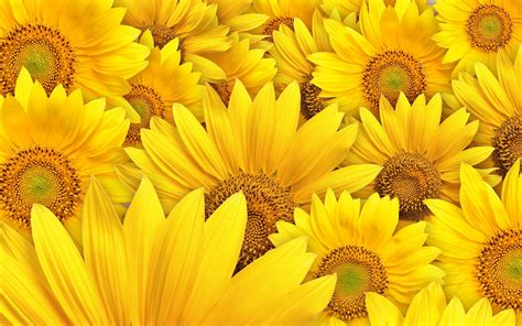 HD Background: Sunflower Wallpapers