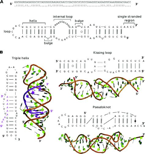 Common secondary and tertiary structures of RNA. A. The dot-bracket ...