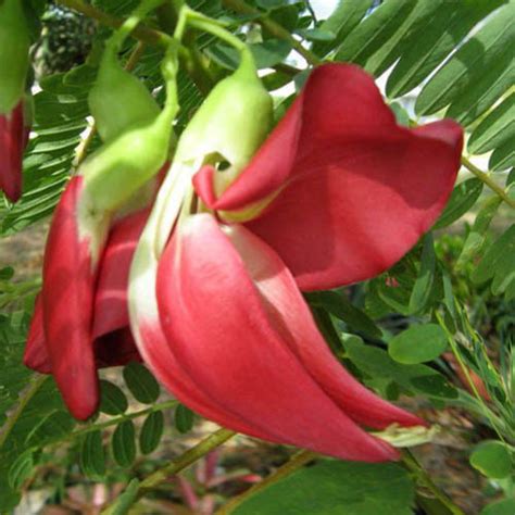 Sesbania Grandiflora Pink Seeds (10+ seeds) (Spanish Gold, Rattlebox) - Plant World Seeds