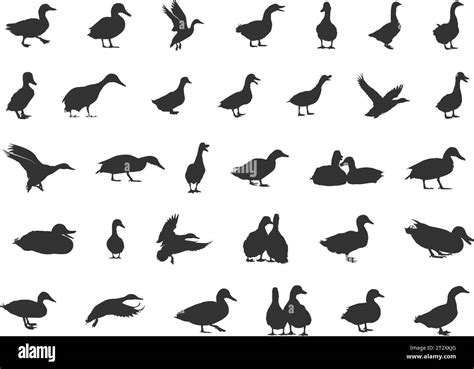 Duck silhouettes, Mallard duck silhouette, Mallard silhouette, Mallard ...