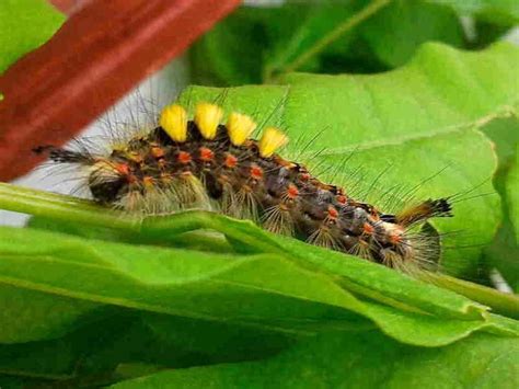 The Vapourer caterpillar and moth Moth Orgyia antigua | Moth, Caterpillar, Caterpillar insect