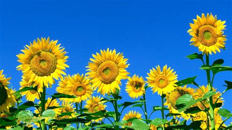 Download sunflower desktop wallpaper free Bhmpics