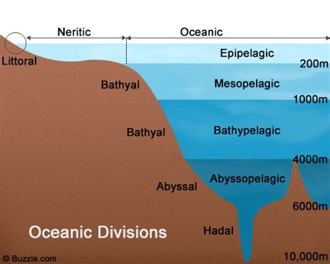 Abyssopelagic Zone - Open oceans
