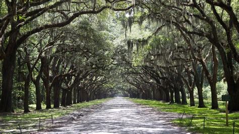 The Best Parks and Gardens in Savannah, Georgia - Discover Walks Blog