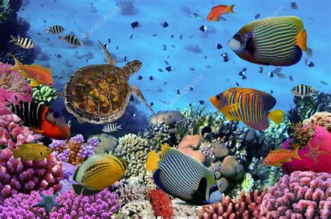 Colorful coral reef with many fishes Stock Photo by ©Vlad61 101223534