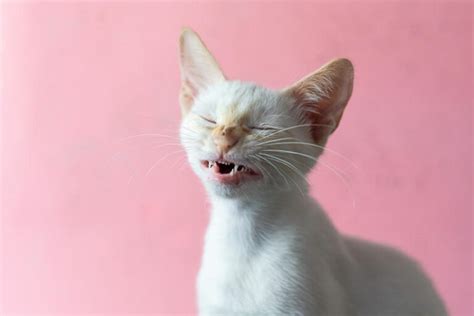 Reverse Sneezing in Cats: Causes & What to Do (Vet Answer) | Hepper