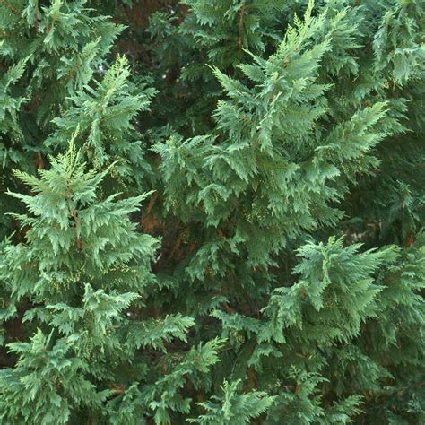 Leyland Cypress Trees for Sale– FastGrowingTrees.com