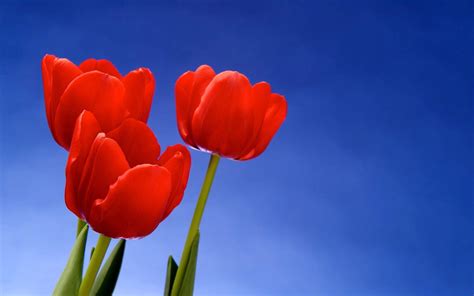 Red Tulip Wallpapers - Wallpaper Cave